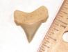 Angustidens Shark Tooth